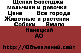 Щенки Басенджи ,мальчики и девочки › Цена ­ 1 - Все города Животные и растения » Собаки   . Ямало-Ненецкий АО